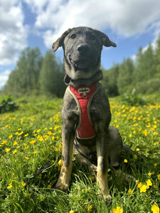 Удивительный щенок с умными глазами