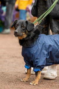 Милая собака небольшого размера