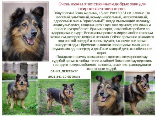 Объявления СОБАКИ и ЩЕНКИ Петербург