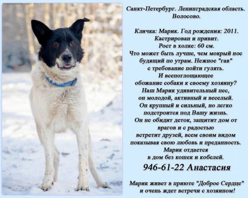Объявления СОБАКИ и ЩЕНКИ Петербург