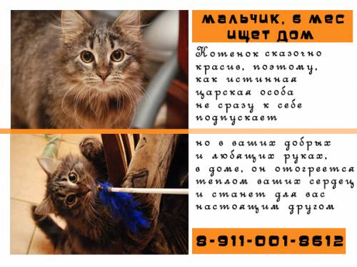 Объявления КОШКИ и КОТЯТА Петербург