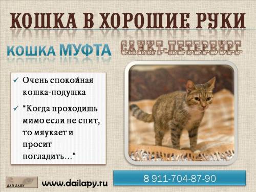 Объявления КОШКИ и КОТЯТА фото Петербург