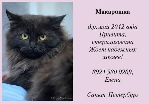 Объявления КОШКИ и КОТЯТА Петербург
