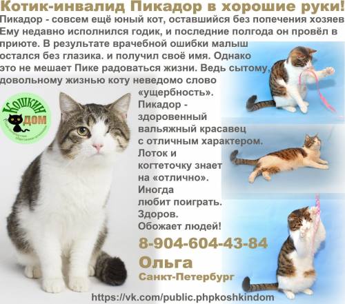 Объявления КОШКИ и КОТЯТА Петербург
