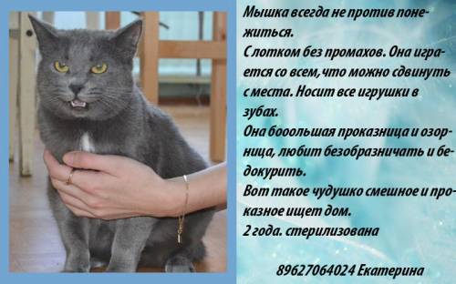 Объявления КОШКИ и КОТЯТА Петербург