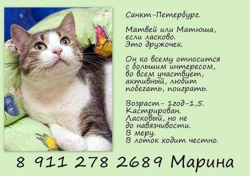 Объявления КОШКИ и КОТЯТА Петербург