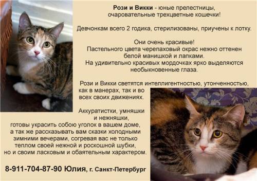 Объявления КОШКИ и КОТЯТА Петербург