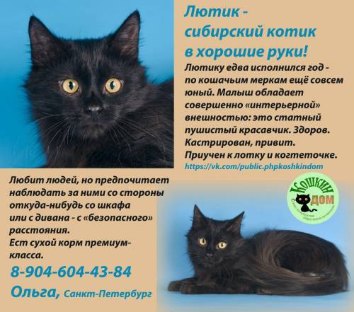 Объявления КОШКИ и КОТЯТА Петербург