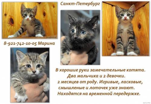 Объявления КОШКИ и КОТЯТА Петербург