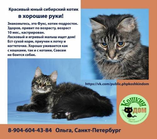 Объявления КОШКИ и КОТЯТА Петербург