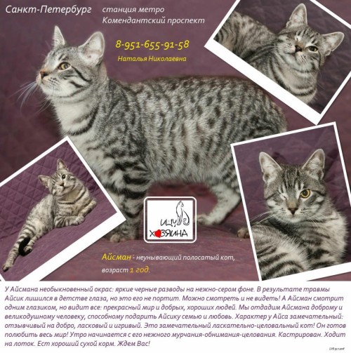Объявления КОШКИ и КОТЯТА Петербург