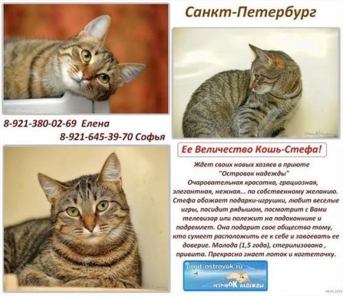 Объявления КОШКИ и КОТЯТА Петербург