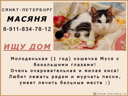 Объявления КОШКИ и КОТЯТА Петербург
