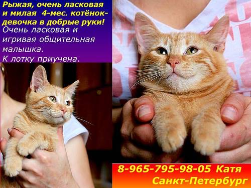 Объявления КОШКИ и КОТЯТА фото Петербург
