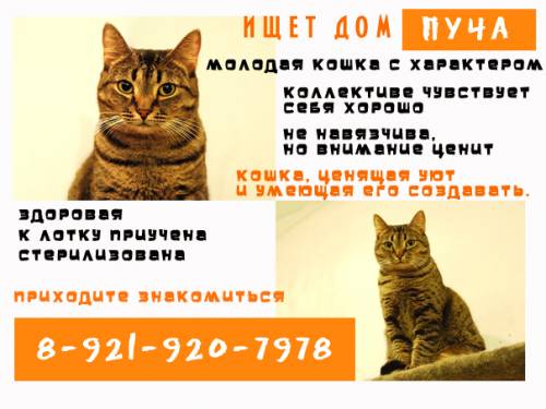 Объявления КОШКИ и КОТЯТА Петербург