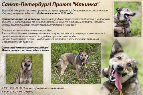 Объявления Срочные Петербург